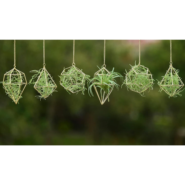libproqia Gold Hanging Air Plants Holders Small Tillandsia Airplants Hangers 6 Pack Geometric Wire Himmeli Air Fern Display Planter with Chains Airferns Metal Hanging Holders