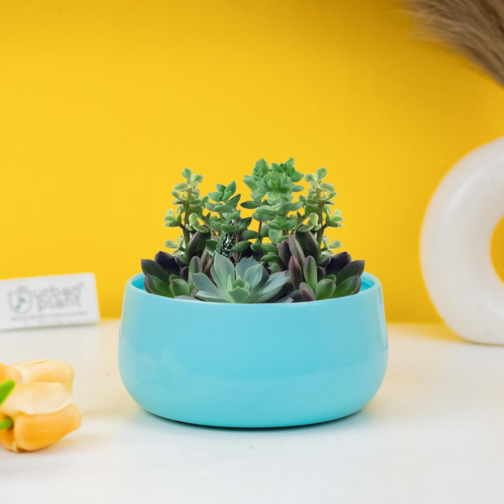 Urban Plant Metal Flower Planter For Living Room | Office Decor Item | Succulent Pots | Table Top Planter | Gift Item, Black