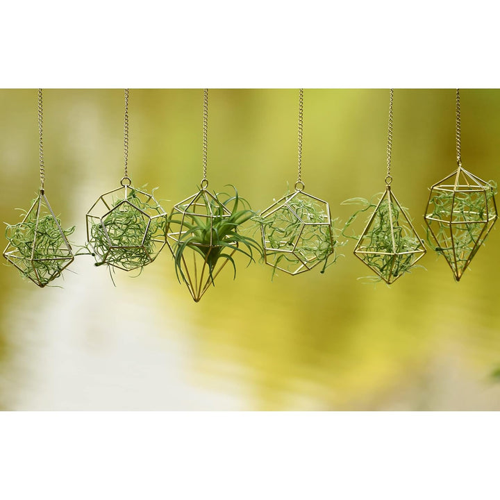 libproqia Gold Hanging Air Plants Holders Small Tillandsia Airplants Hangers 6 Pack Geometric Wire Himmeli Air Fern Display Planter with Chains Airferns Metal Hanging Holders