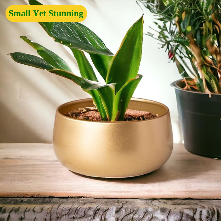 ecofynd 5.5 Inch Zoe Metal Plant Pots, Indoor Small Planter Flower Pots with Drainage Hole, Home Garden Decor Planter for Living Room Bedroom Interior (Gold Finish, POT016)