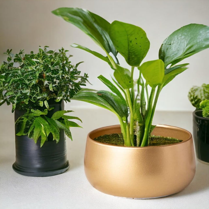 ecofynd 5.5 Inch Zoe Metal Plant Pots, Indoor Small Planter Flower Pots with Drainage Hole, Home Garden Decor Planter for Living Room Bedroom Interior (Gold Finish, POT016)