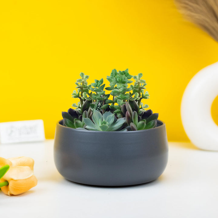 Urban Plant Metal Flower Planter For Living Room | Office Decor Item | Succulent Pots | Table Top Planter | Gift Item, Black