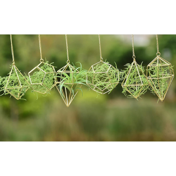 libproqia Gold Hanging Air Plants Holders Small Tillandsia Airplants Hangers 6 Pack Geometric Wire Himmeli Air Fern Display Planter with Chains Airferns Metal Hanging Holders